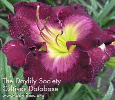 Daylily Ghosts and Goblins